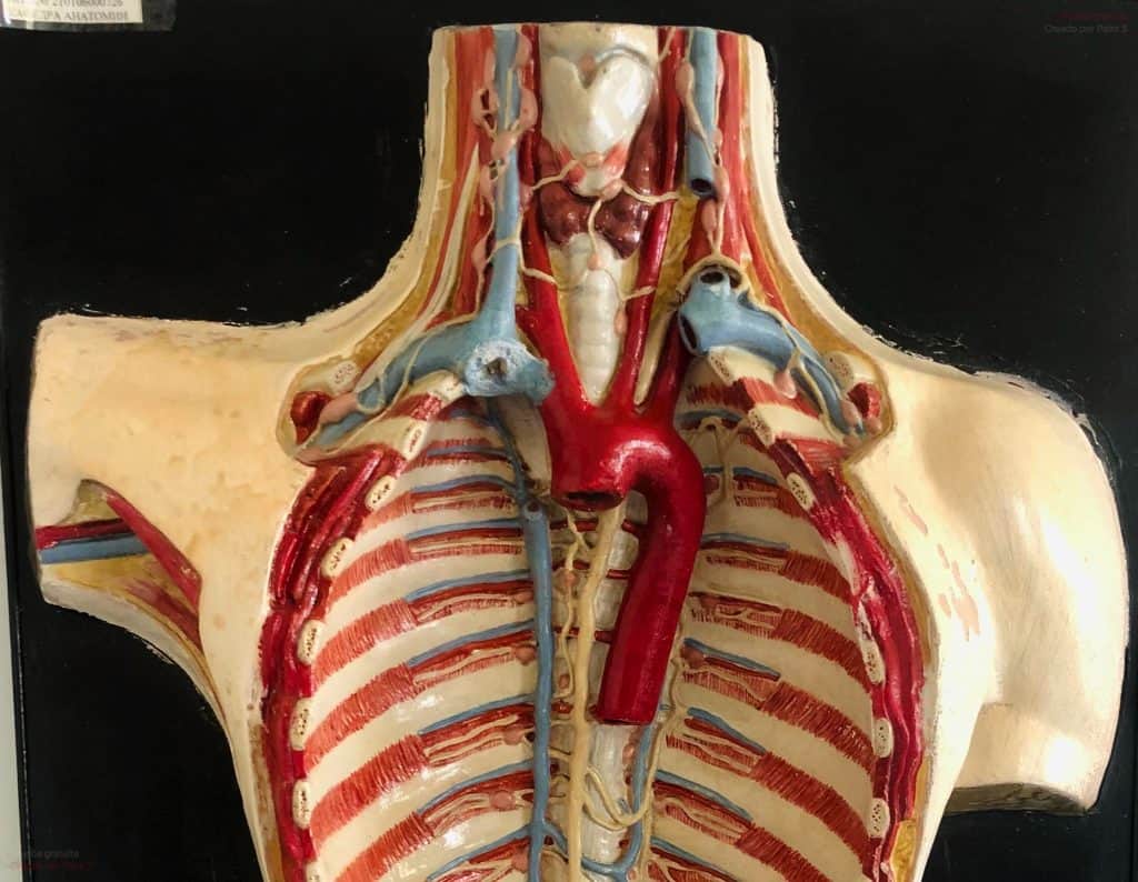 Hipotiroidismo y entrenamiento